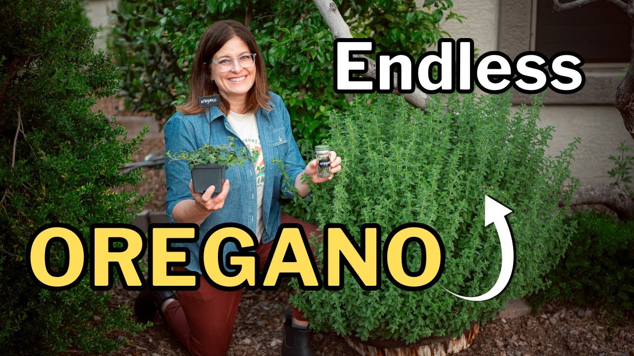 OREGANO GROWING GUIDE: From Transplant to Endless Harvest