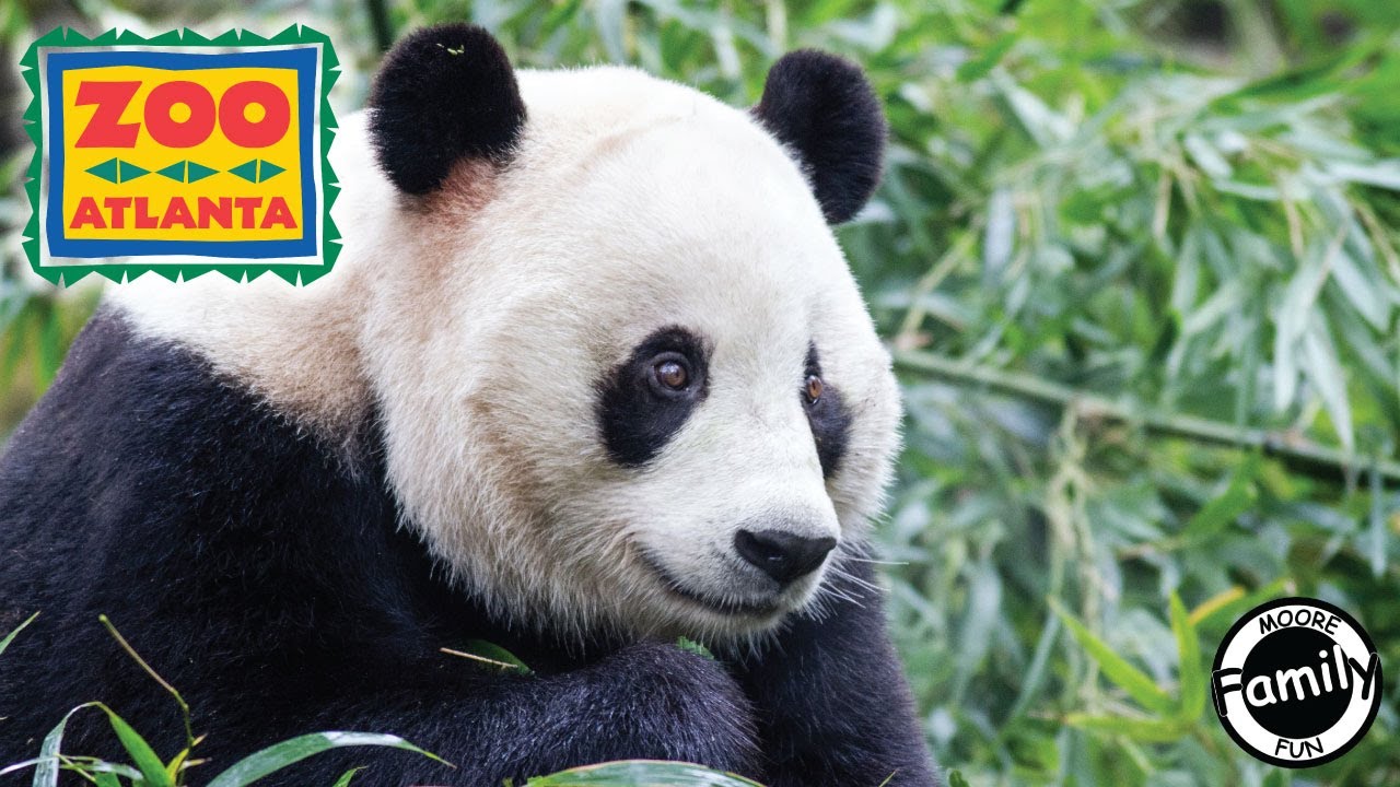 Zoo Atlanta | Our First Panda Encounter