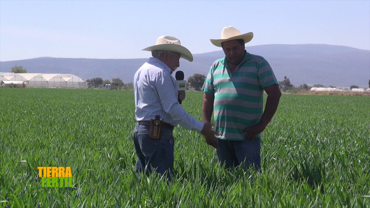 TIERRA FÉRTIL TV-PRODUCCIÓN DE TRIGO EN YURÉCUARO,MICHOACÁN (16.03.19)