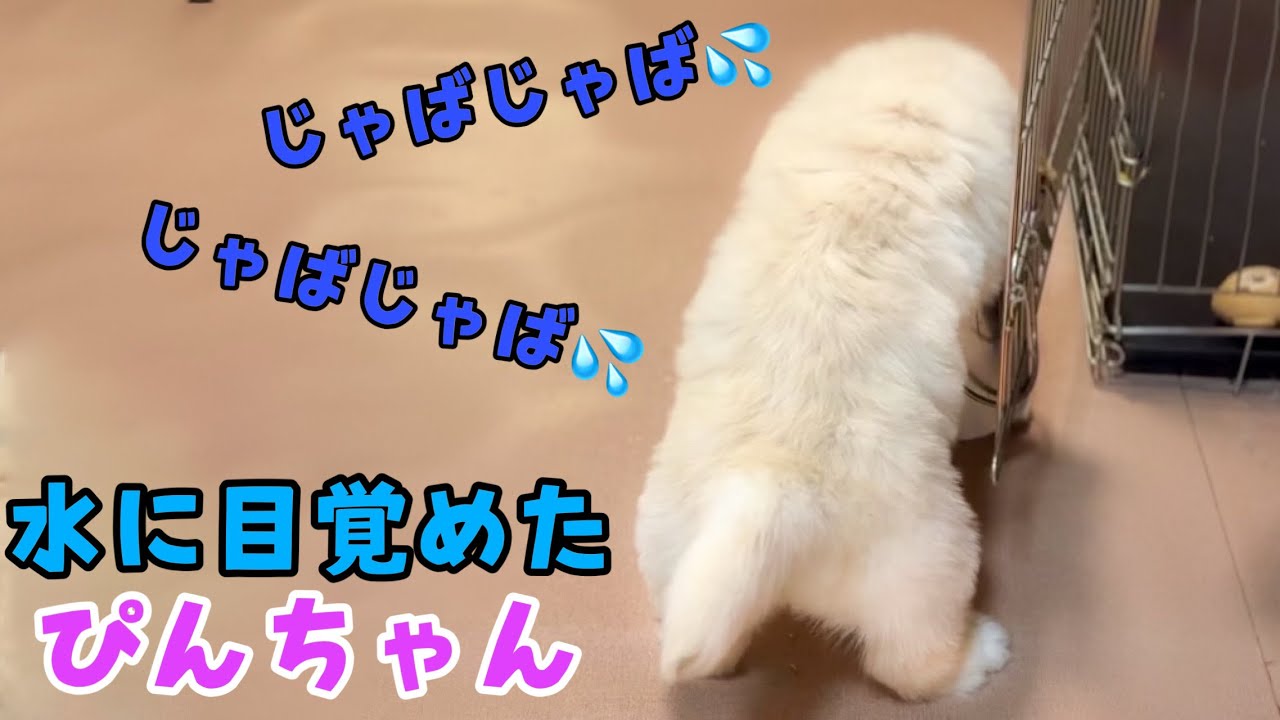 【生後41.42日目】覚醒！！水に目覚めたゴルパピがまさかのうちの子