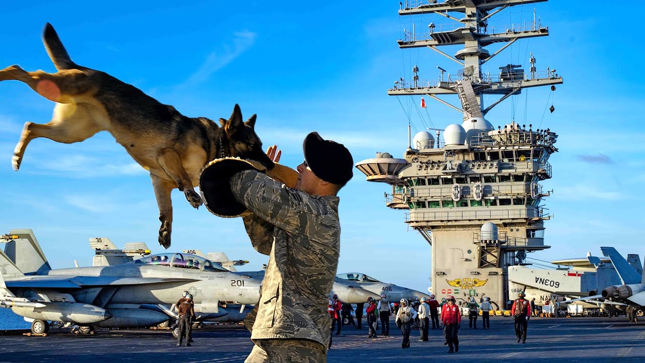 Hundreds of Combat Assault Dogs on The USS $13-Billion Aircraft Carrier - U.S Military Working Dog!!