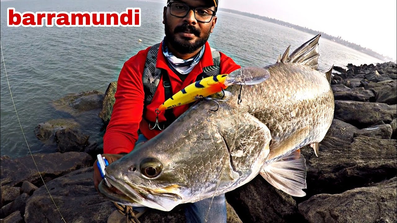 barramundi fishing | psycho angler | kerala fishing | കാളാഞ്ചി പിടുത്തം