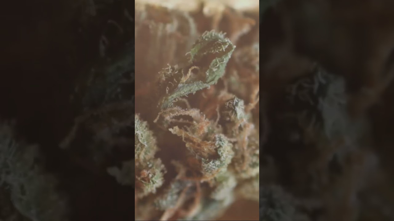 When to harvest?: The ultimate trichome guide 🌿💡#trichome