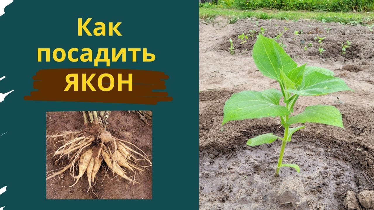 Как посадить якон