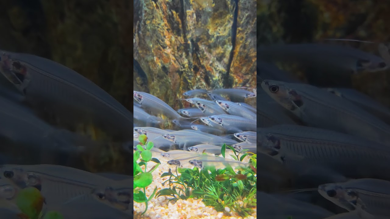 Angkor Wildlife & Aquarium