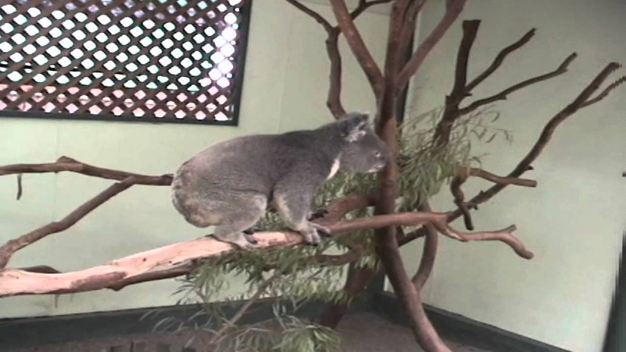 Oscar the coughing Koala from Sydney Australia