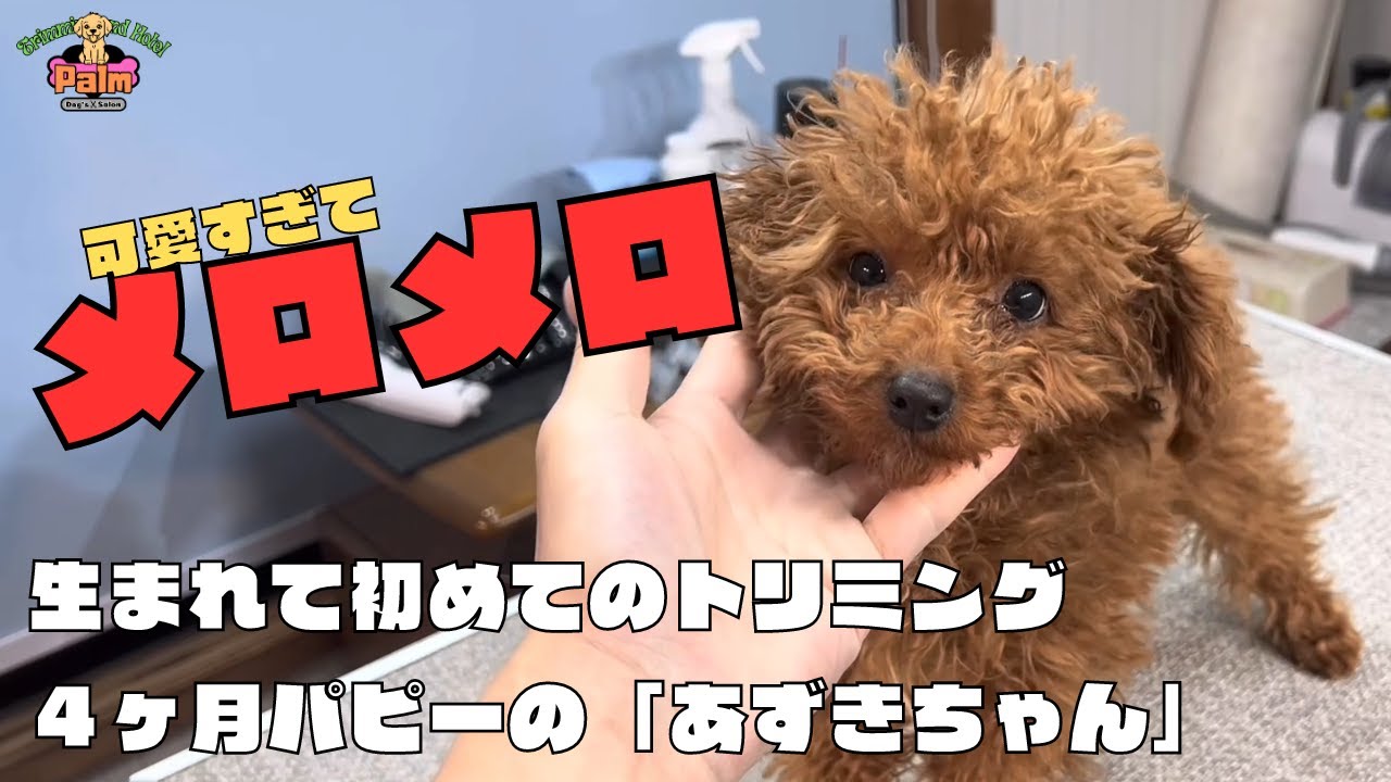 〚子犬トリミング〛４ヶ月トイプードルのパピー生まれて初めてのトリミング