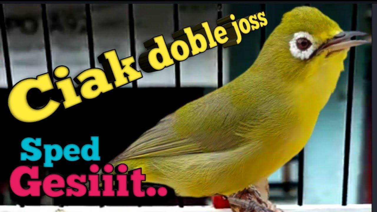 SUARA CIAK DOBLE JOSS KECIAL KUNING SUPER GESIT | SEKALI PANCING BIKIN EMOSI IKUT GACOR NGEJOS