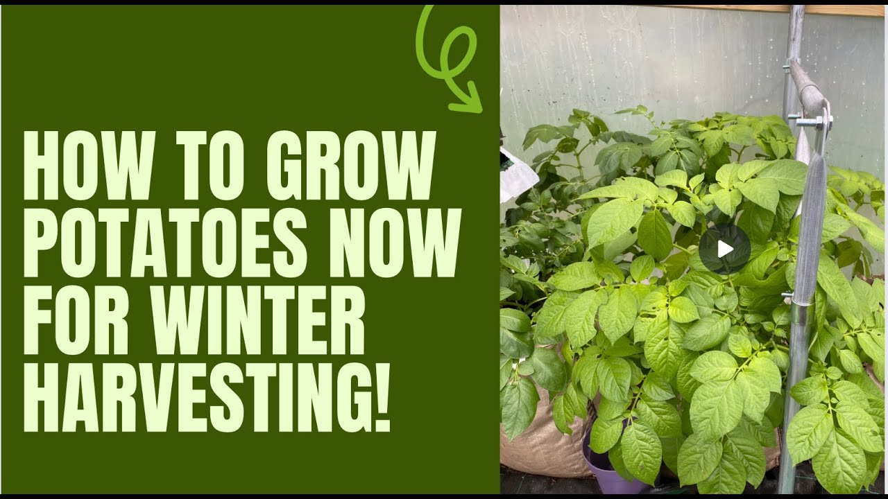 How to grow potatoes now for winter harvests