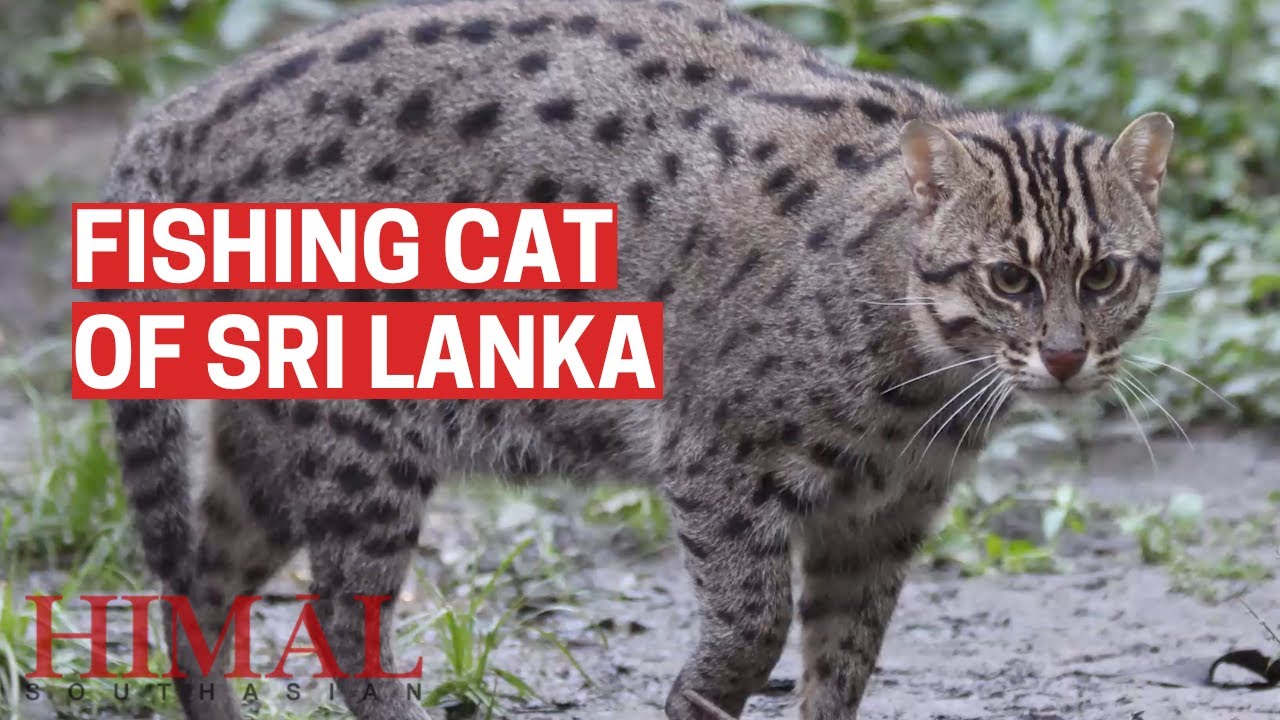 How the fishing cat became a symbol of wetland conservation in Sri Lanka