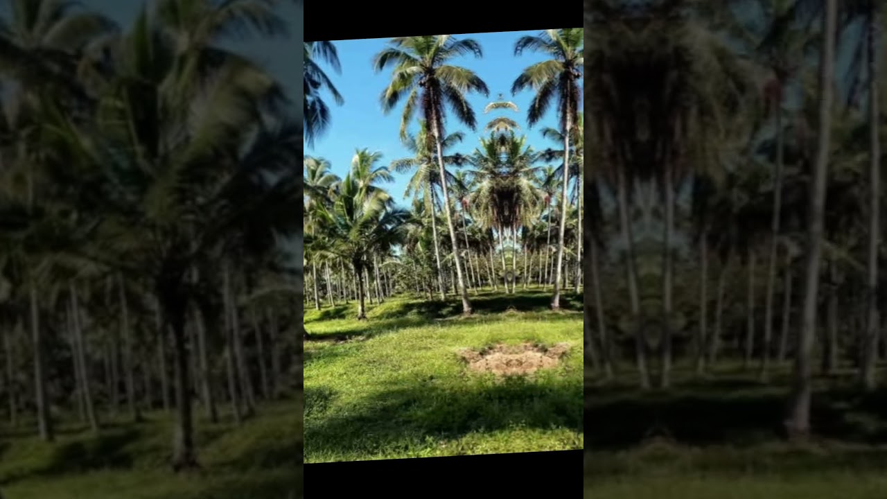 අක්කර 14ක අඩුම මිලට හොඳම ඉඩමක්.  14 Acres Coconut Land For Sale In Binggiriya
