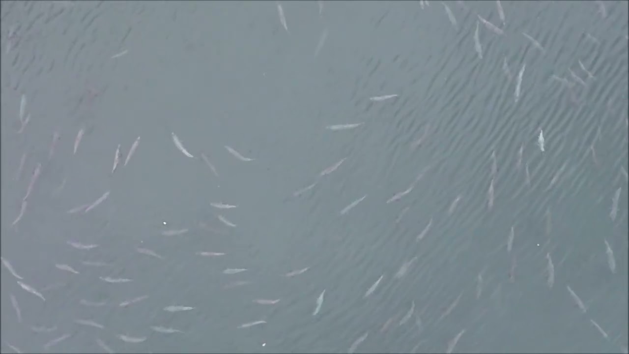 Smith river salmon are they still here Oct 12th 2025