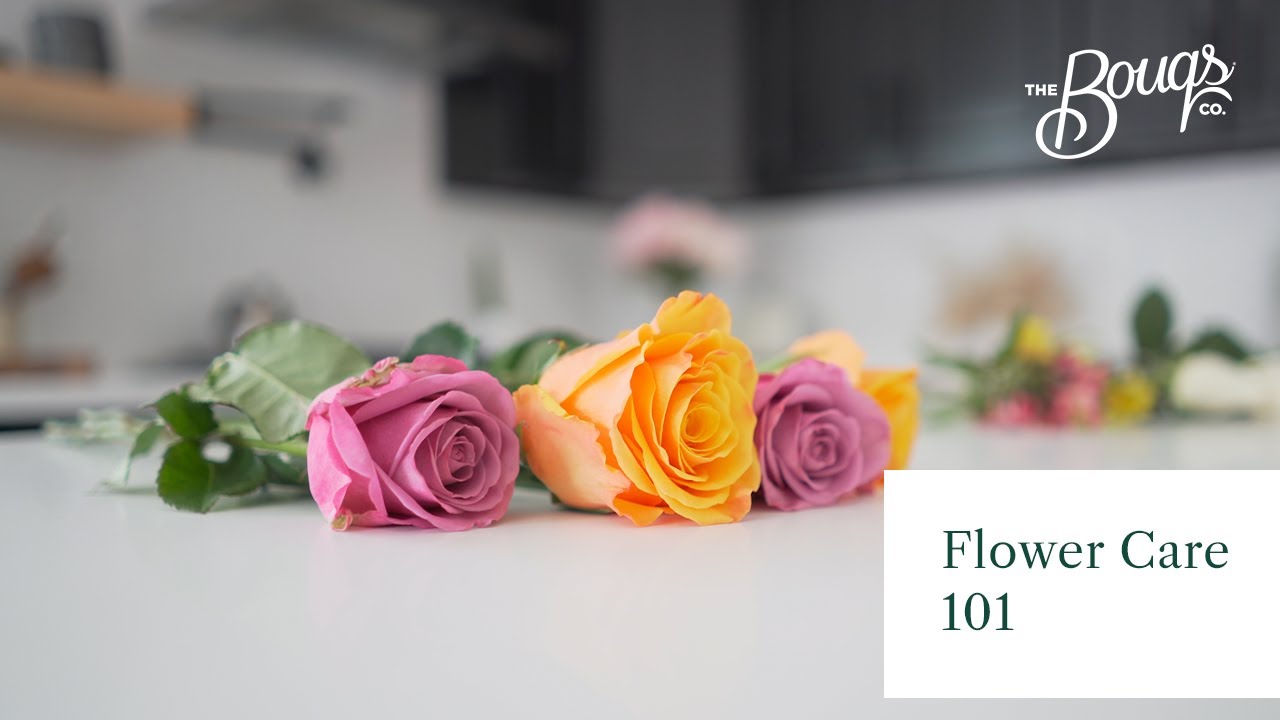Fresh Cut Flower Care - Bouq Care 101 | The Bouqs Co.