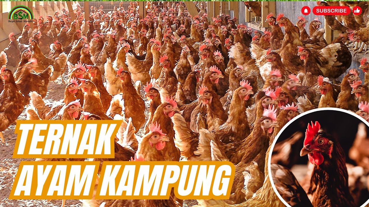 PANDUAN TERNAK AYAM KAMPUNG