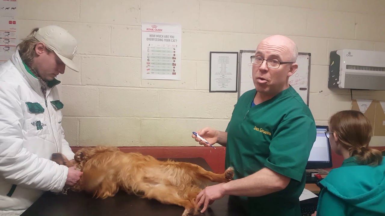 HOW TO: TAKE a normal Dog Temperature. part 2.