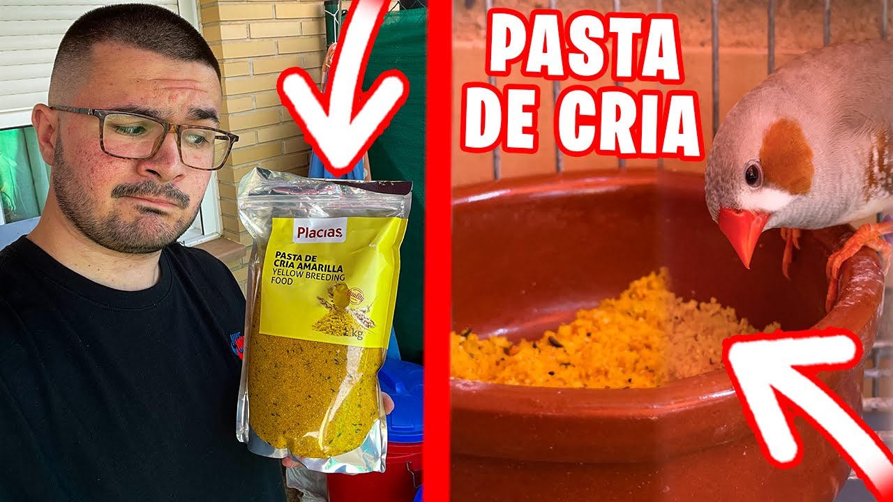 PASTA DE CRIA PARA PAJAROS