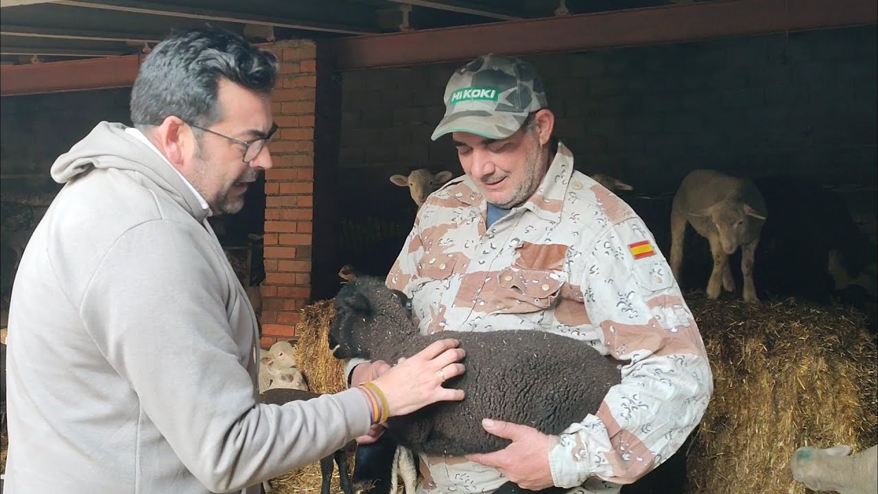 Hoy Cambiamos corderos entre ganaderos
