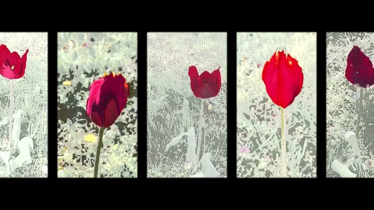 Klaus Lang - Die hässliche Blume (Version 1 for viola and piano) (2012)