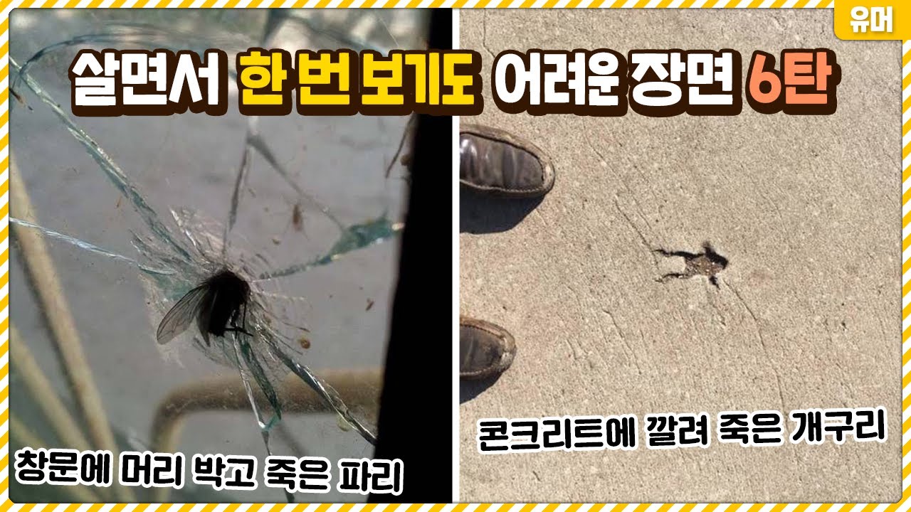 살면서 한 번 보기도 어려운 신기한 장면들 6탄