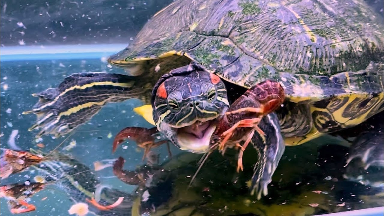 巨大ミドリガメが大好物のザリガニをバキバキと噛み砕きながら食いまくる