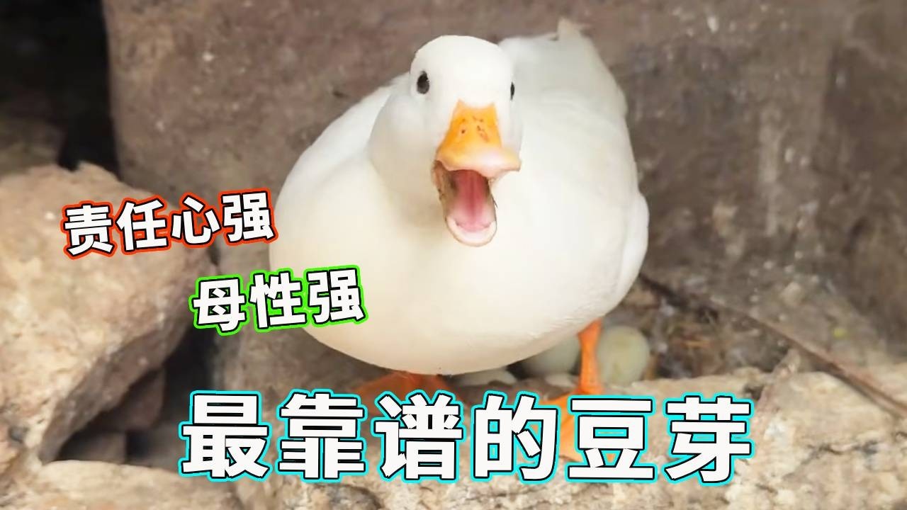 谁能拒绝温柔靠谱的豆芽！护崽力 MAX，太有母爱了！【天下一场梦】