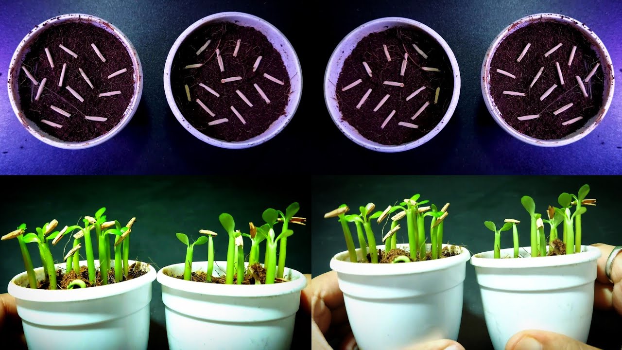 Adenium Seedlings Germination Process Step By Step || How To Grow Adenium From Seeds
