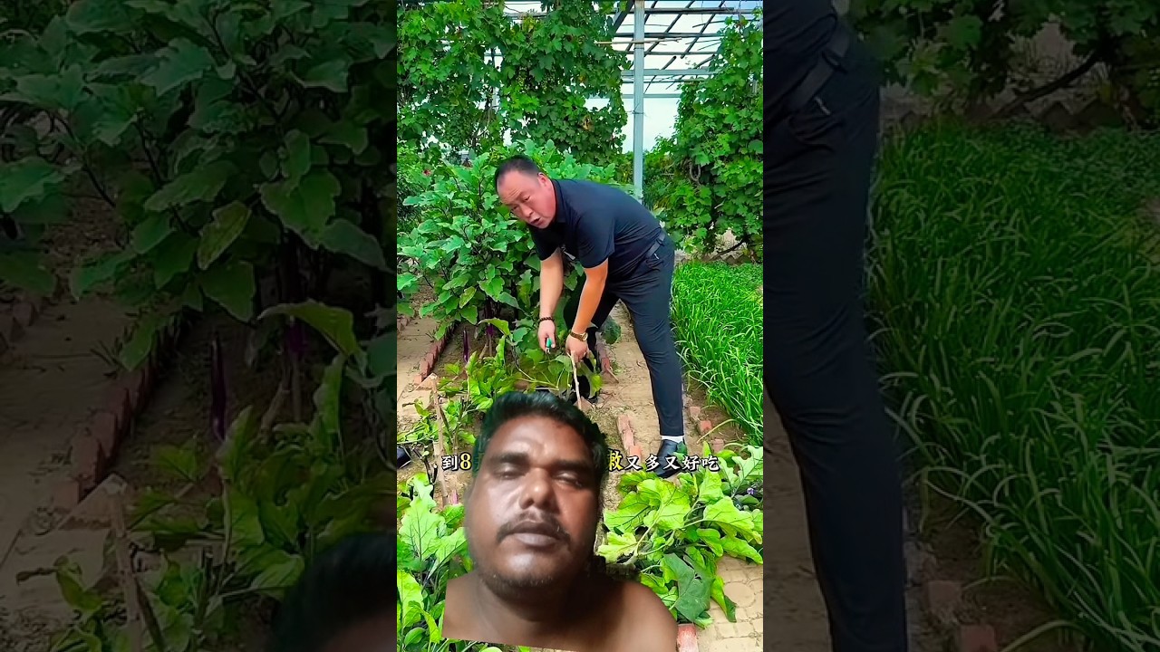 I see beautiful vegetable garden #shots #youtubeshorts