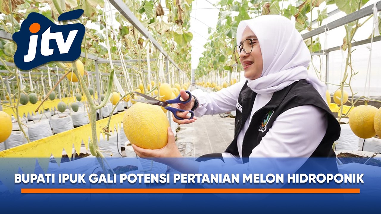BUPATI IPUK GALI POTENSI PERTANIAN MELON HIDROPONIK