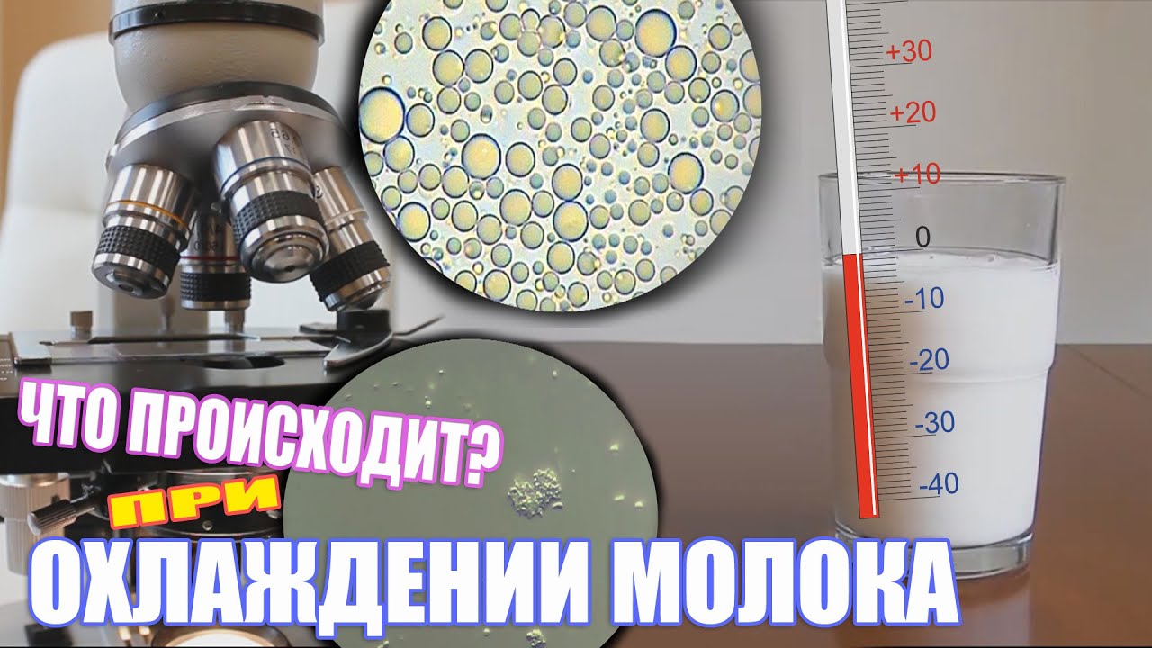 Охлаждение молока / Изменения в составе при охлаждении / Интересные факты #молоко #продукты