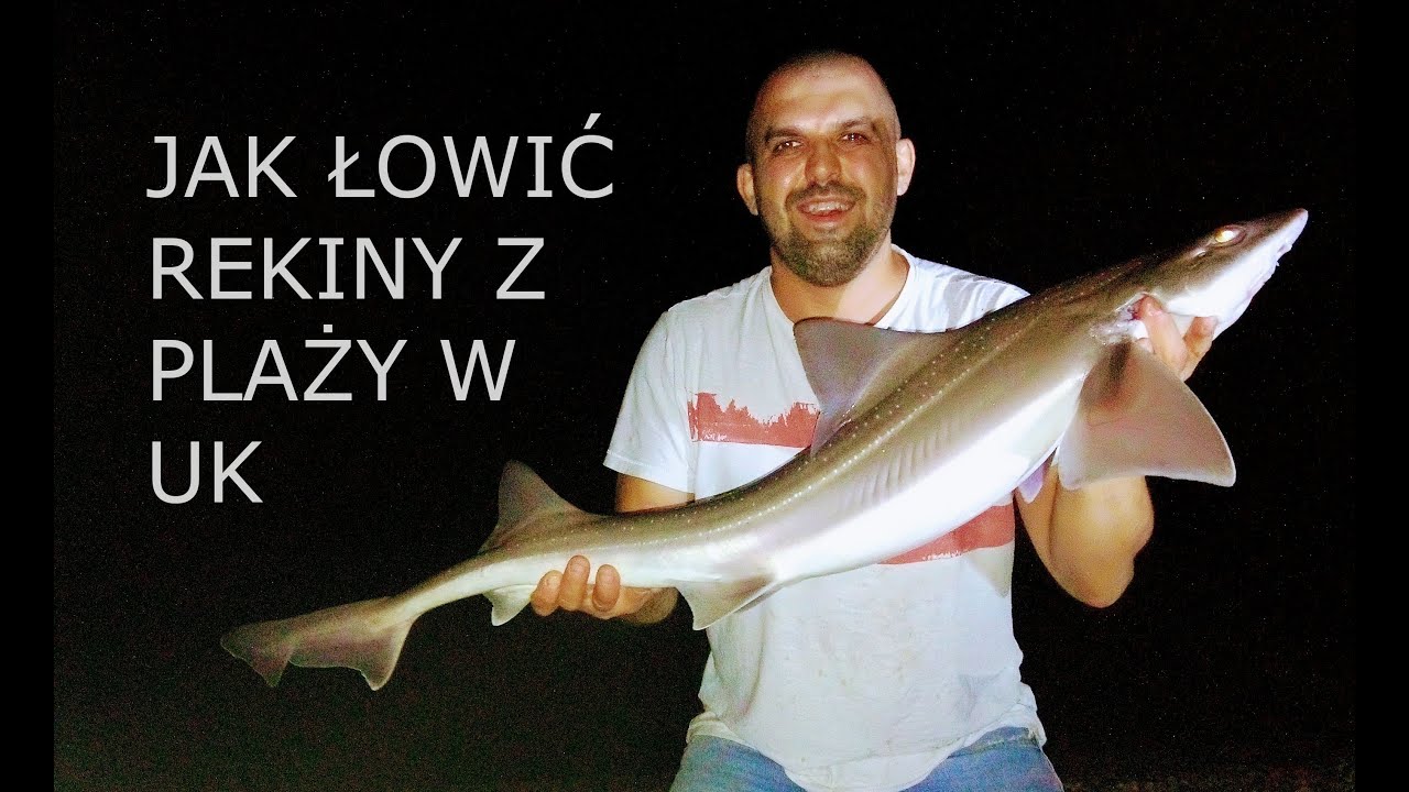 JAK ŁOWIĆ REKINY SMOOTHHOUND ? JAK ŁOWIĆ Z PLAŻY W UK ?