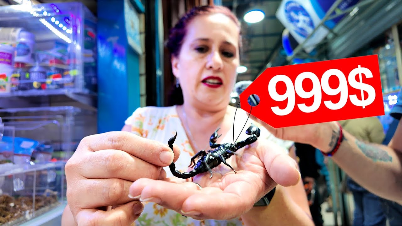 Buscando las MASCOTAS más RARAS en el mercado de los peces mixihuca con todo y precios