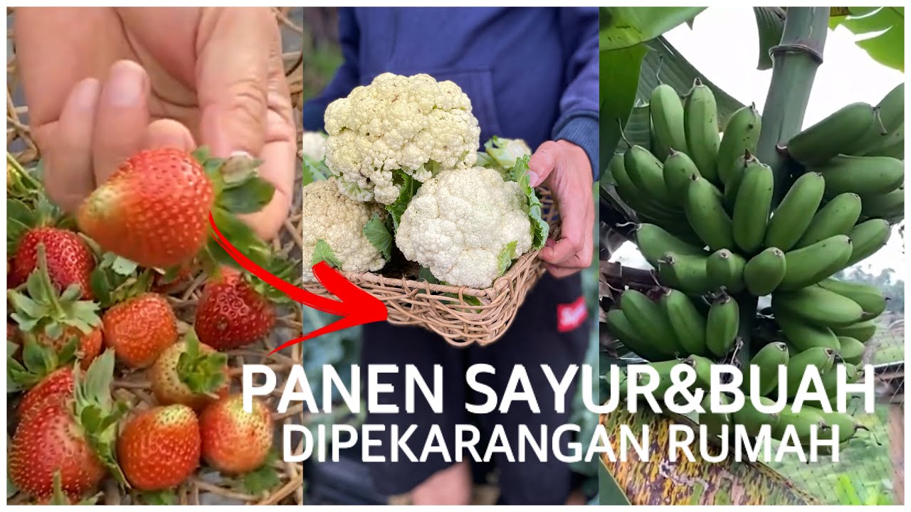 PANEN BUAH DAN SAYUR ORGANIK | PANEN DI KEBUN PEKARANGAN RUMAH | HIDUP DI DESA