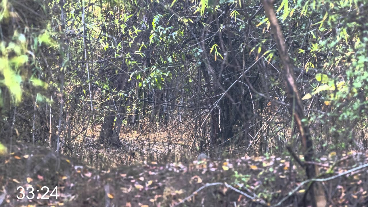 Can you spot the hidden animal?  #1 TIGER