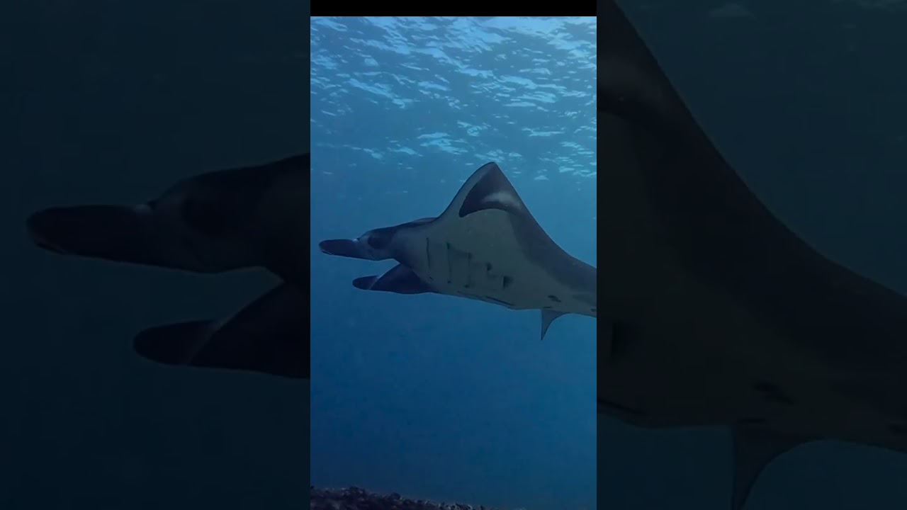 Komodo 2023 with Mikumba Diving