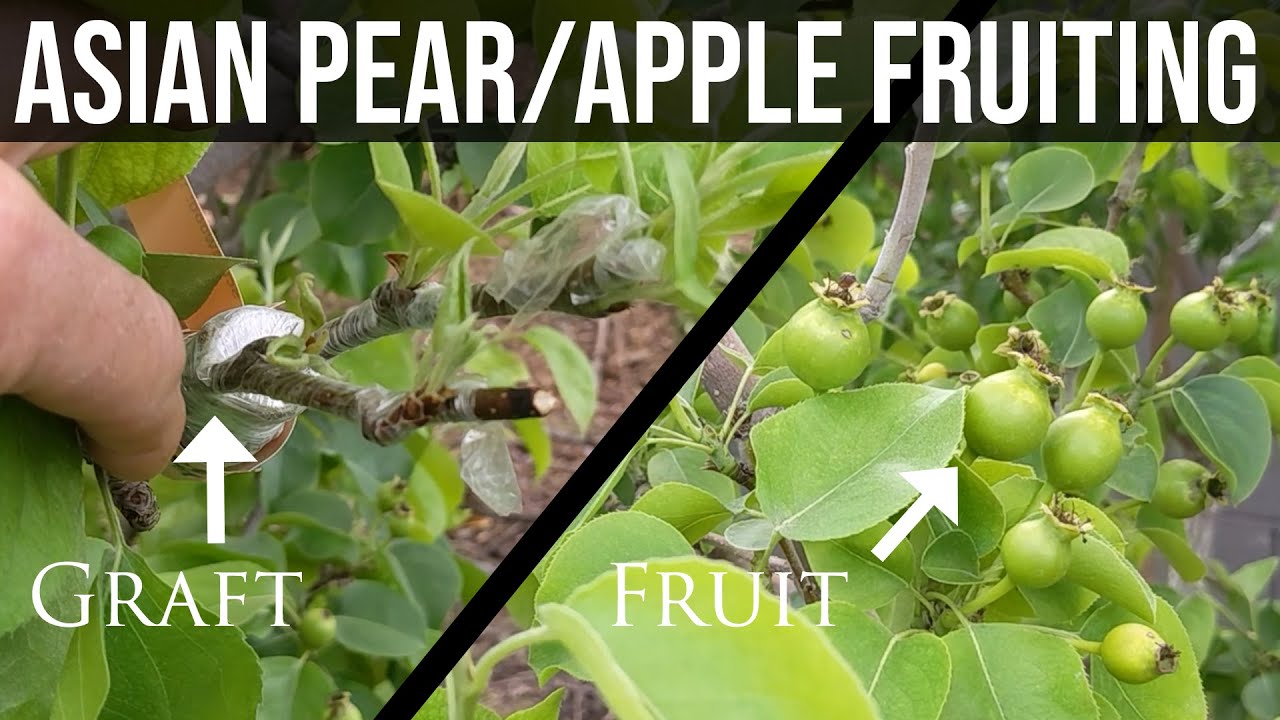Apples and Asian Pear fruiting and grafts, how they fruit, when they fruit, and what to look for.