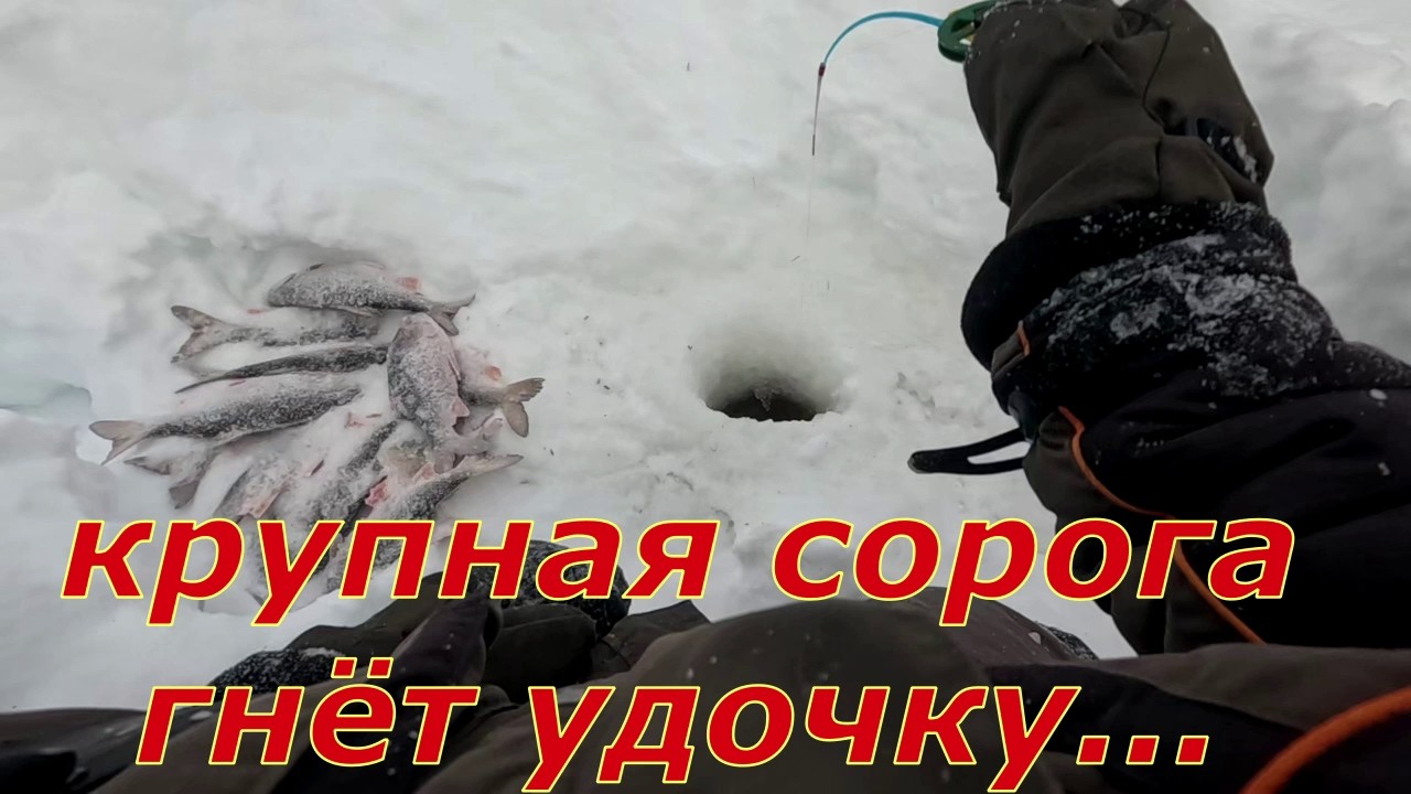 Рыбалка в глуши , там где нет дорог и рыбаков. Крупная сорога на мормышку.