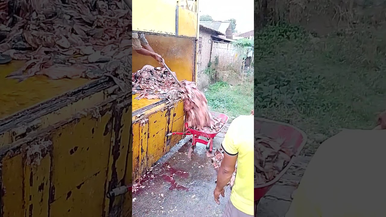 ikan patin lepala duri 