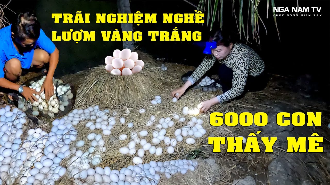 Nghề nuôi vịt đẻ trứng miền tây, vợ chồng lượm vàng trắng buổi sáng thấy mê/ducks egg/NGÃ NĂM TV