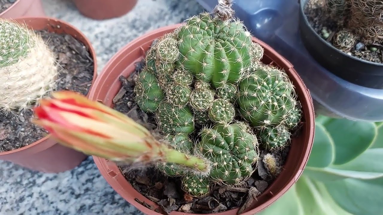 Minha cole&ccedil;&atilde;o de mini cactos 🌵 🌵 🌵