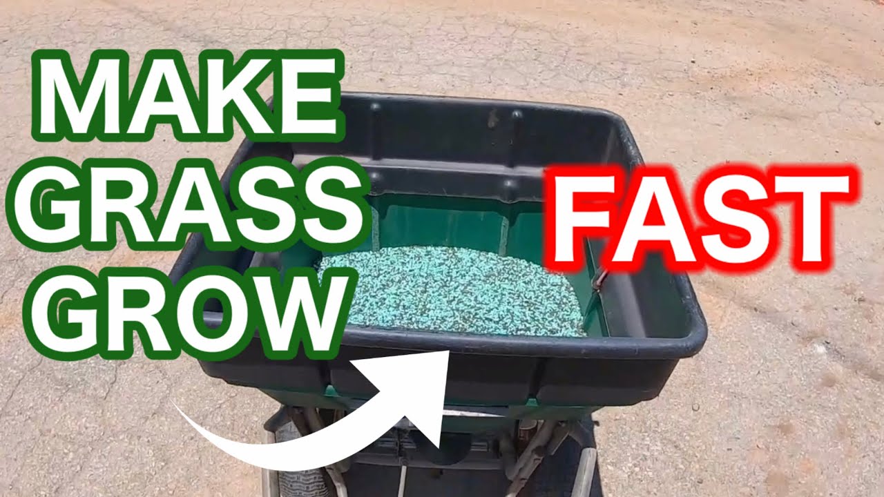 How to Make Bermudagrass GROW, SPREAD, and FILL in Bare Spots