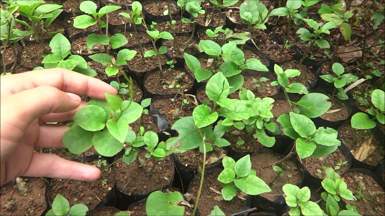 World's Most Underutilized Vegetables no. 5 - Anredera