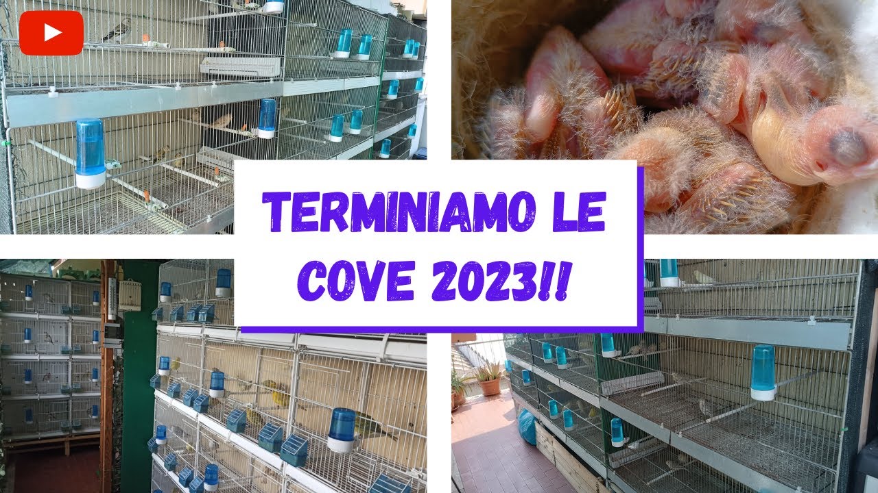 Cove 2023: siamo giunti ormai quasi alla fine!