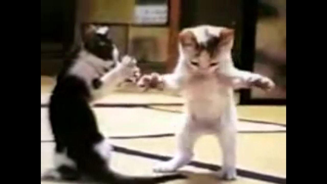 Dans Eden Kedi 5 DAKİKA Versiyon