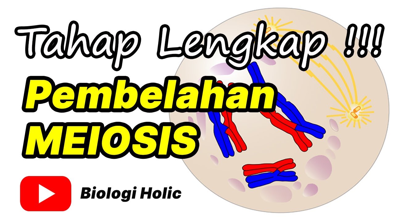 Pembelahan Meiosis (Animasi)