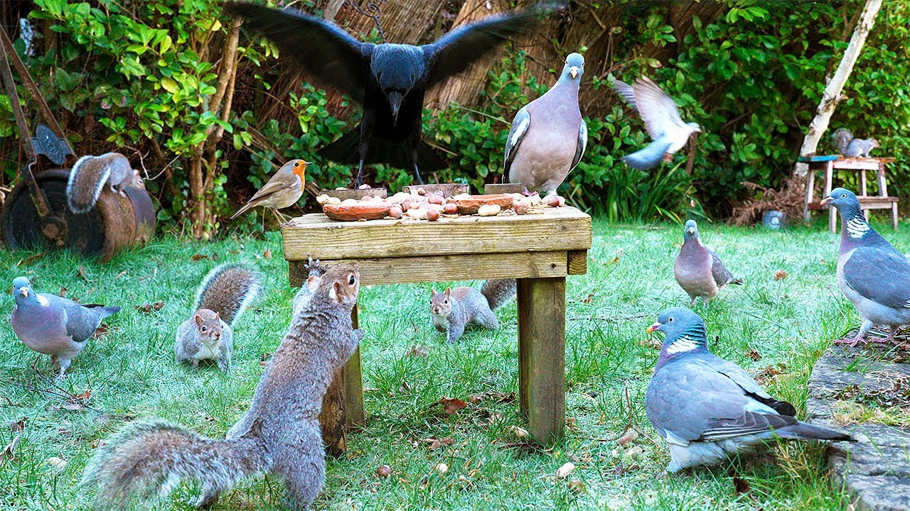 Для кошек видео 🕊️ Птицы и белки пируют на старой табуретке 🐿️ Видео для кошек 4K HDR