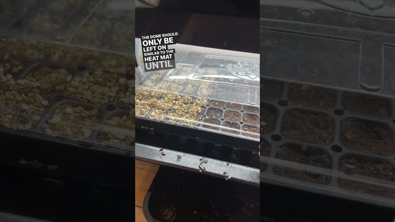 Should you use domes when seed starting? #gardeninghelp  #shorts