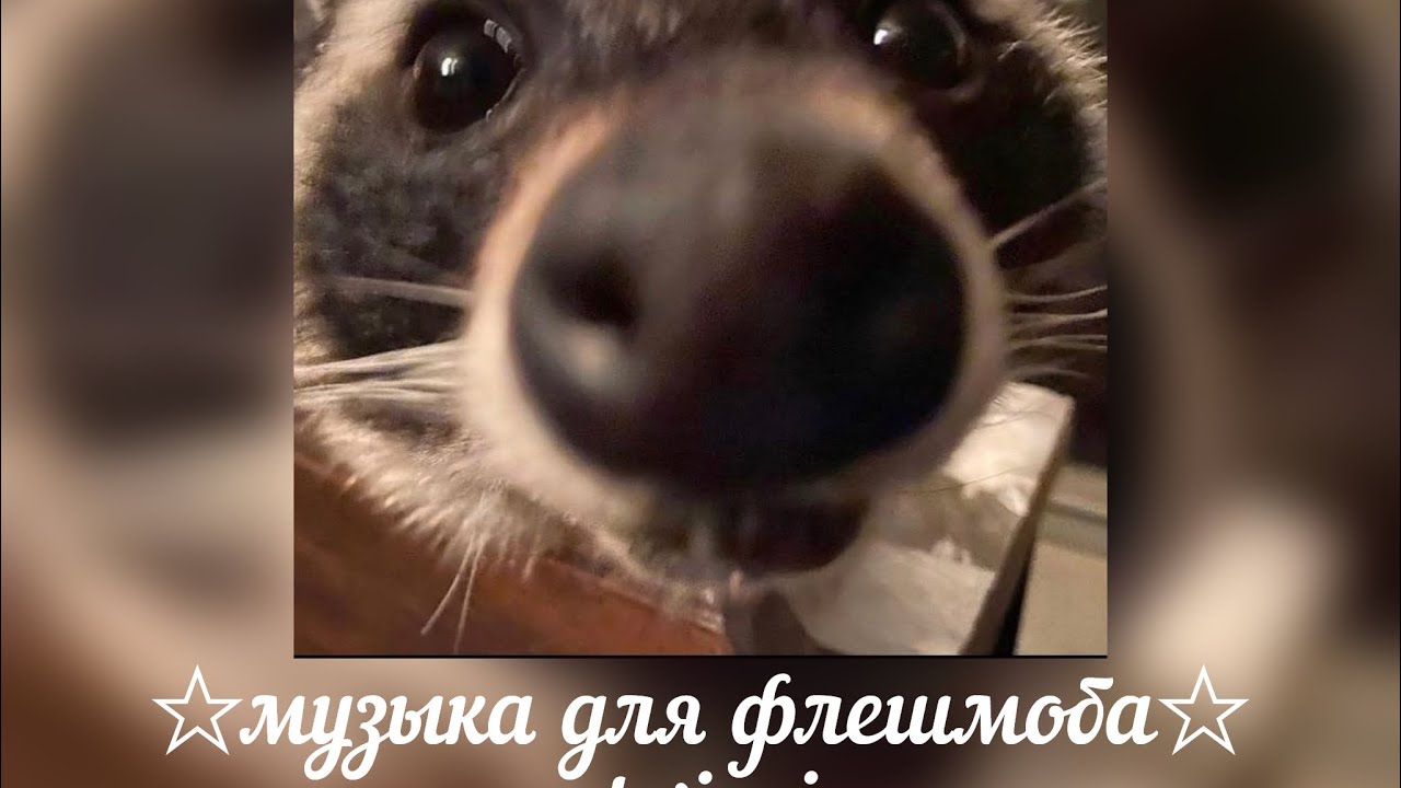 музыка для флешмоба💗