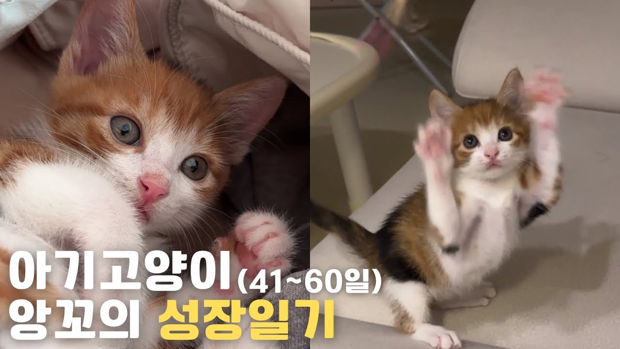 아기고양이 앙꼬의 성장일기| 생후 41일~생후 60일간의 이야기😽