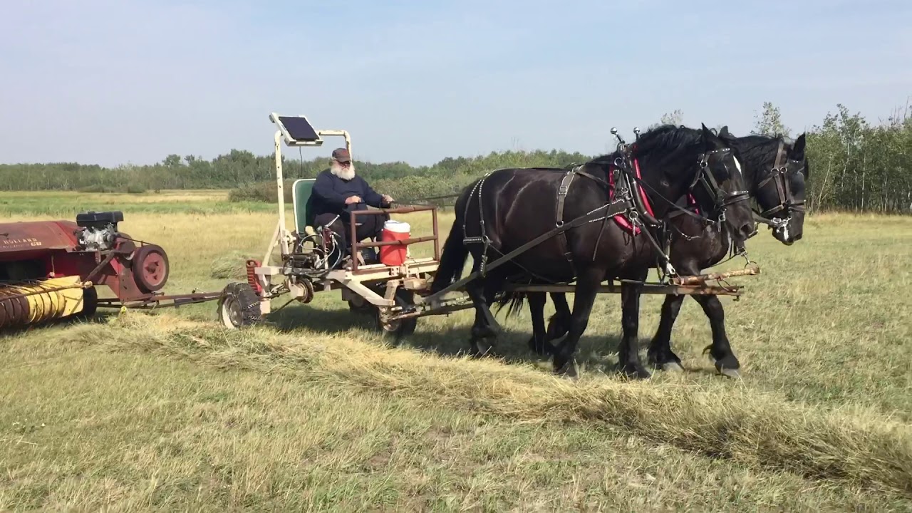 Draft horse baling