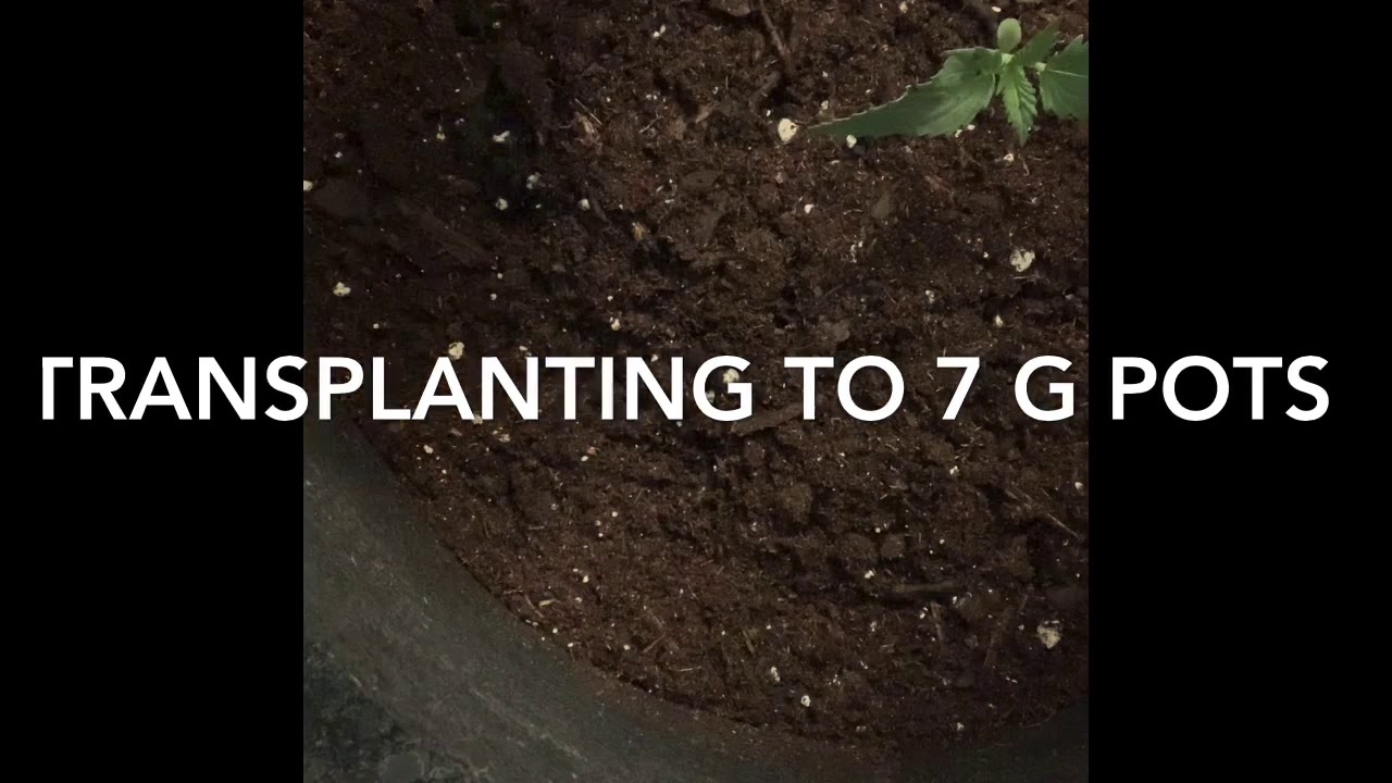 Organic Home Grown Cannabis Holy Grail By Dna Genetics